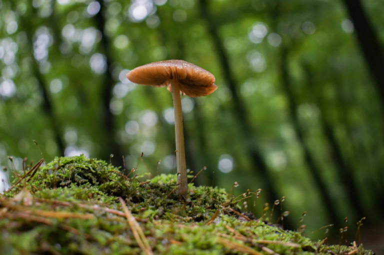 What Are the Basics of Mycology for Beginners?