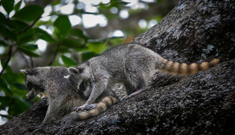 How to Learn the Basics of Animal Communication: A Journey into Understanding