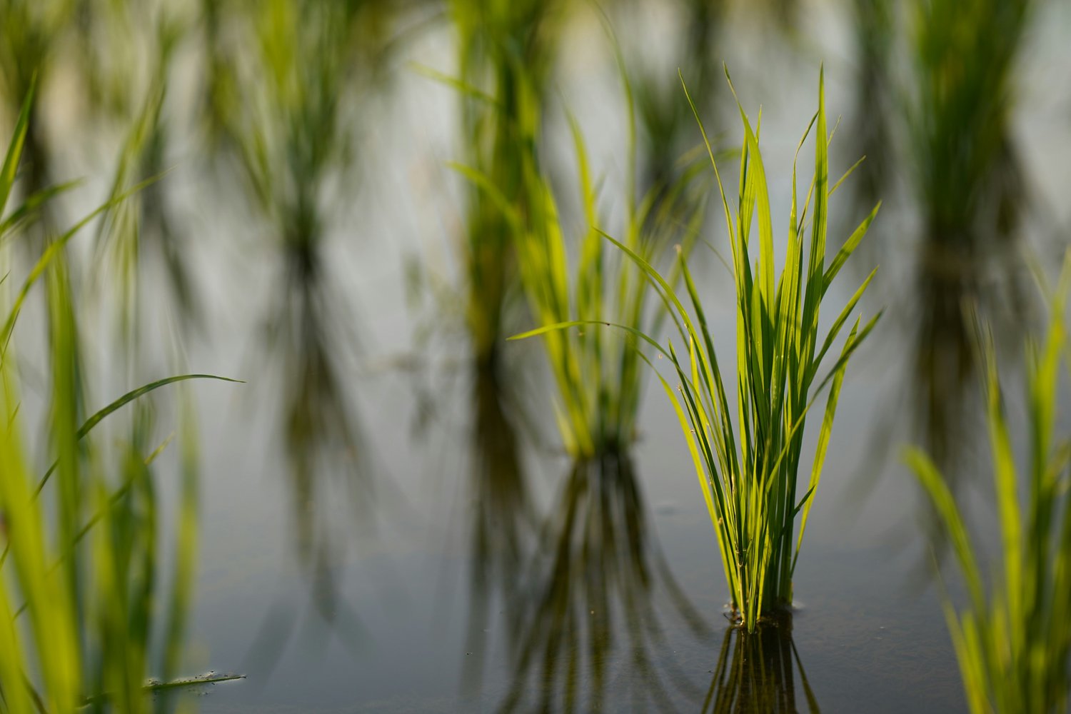 The Strategic Advantage of Understanding the Mechanisms of Supply Chain of Wholesale Rice