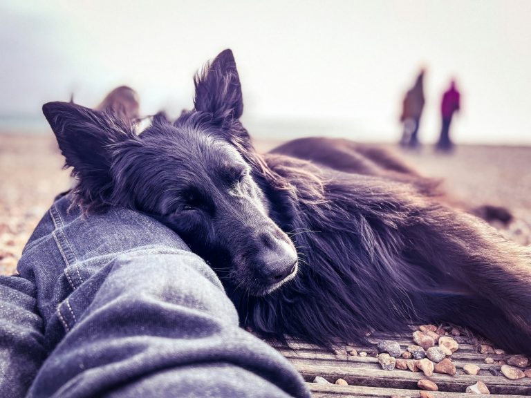 Lessons in Loyalty: What Pets in Films Teach About Companionship