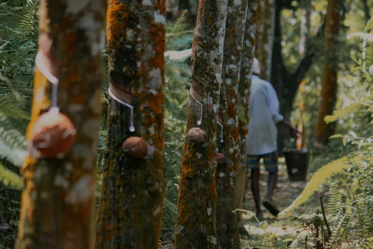 Rubber Plantation Economics and Commodity Cycles Affecting Malaysian Forex Trading Communities