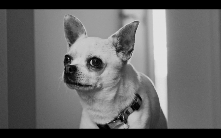 Chiennes de vies (Life’s a Bitch)