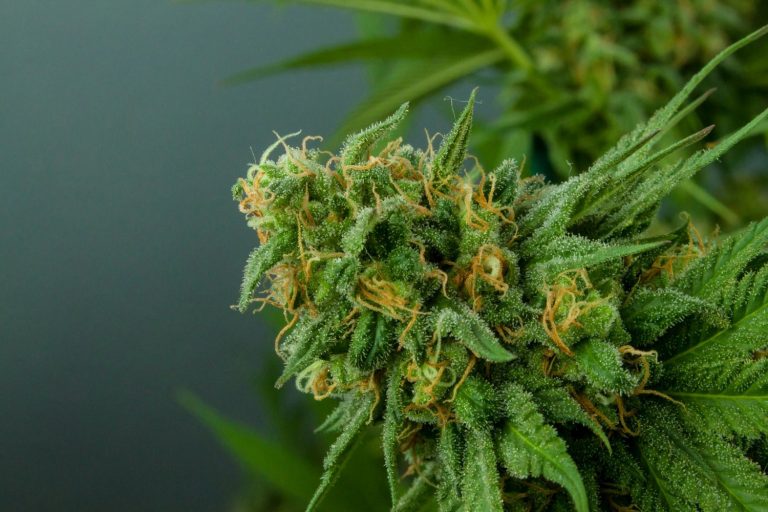 Hybrid Strains Explained: Benefits and Effects