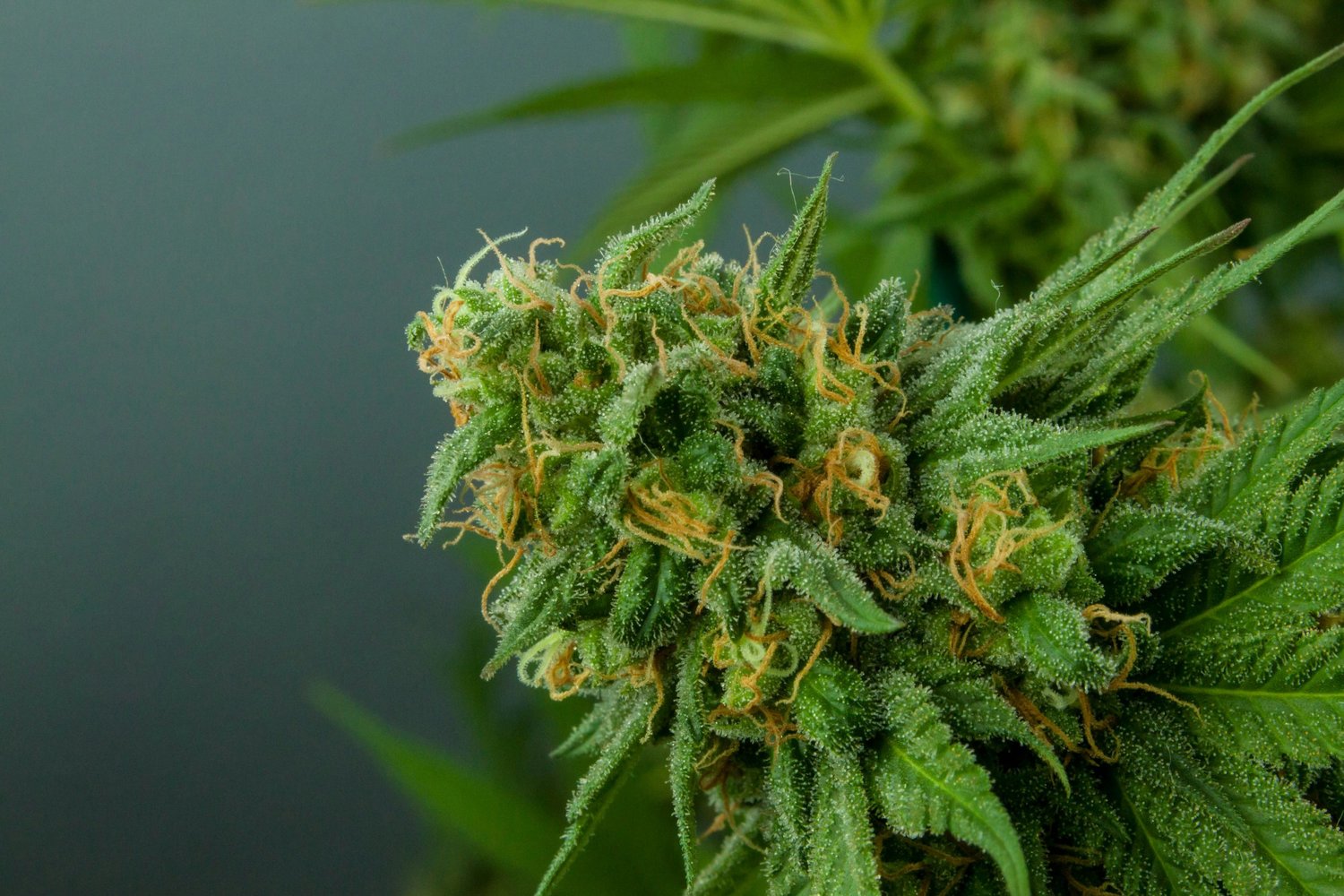Hybrid Strains Explained: Benefits and Effects