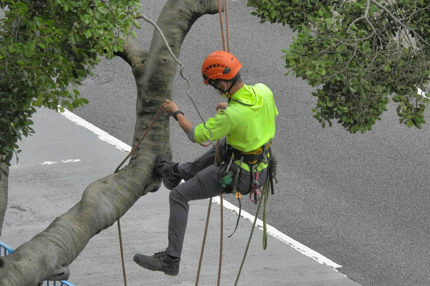 How Proper Tree Pruning Enhances Property Curb Appeal and Boosts Home Value